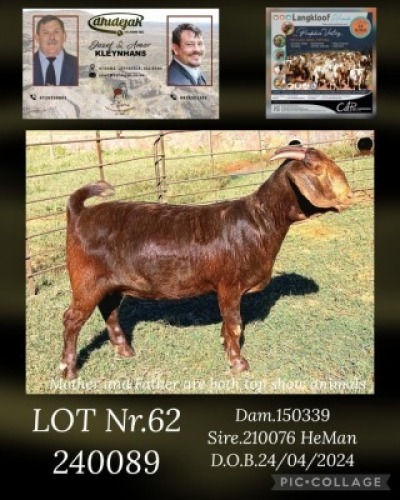 1X KALAHARI RED FLOCK DOE DHIDEJAK