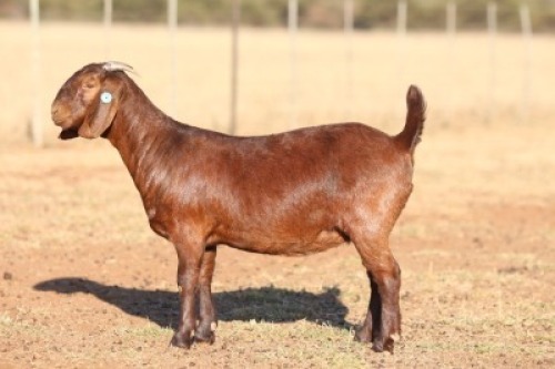 1X KALAHARI RED STUD DOE ANTON & RICKUS BOTHMA