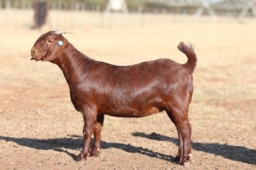 1X KALAHARI RED STUD DOE ANTON & RICKUS BOTHMA