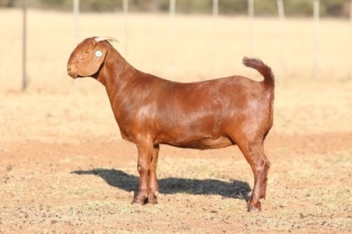 1X KALAHARI RED STUD DOE ANTON & RICKUS BOTHMA