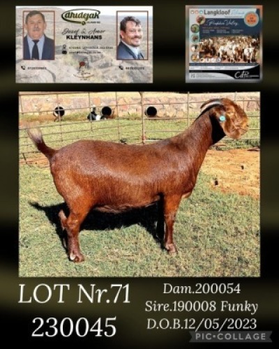 1X KALAHARI RED STUD DOE DHIDEJAK