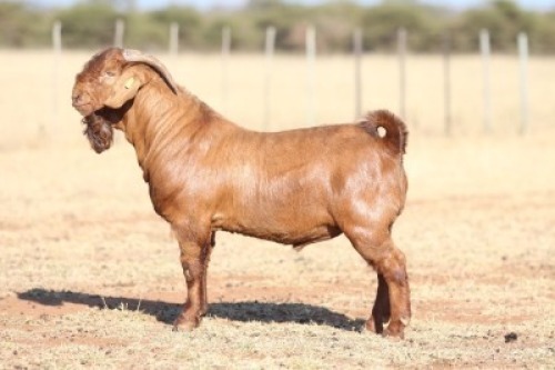 1X KALAHARI RED STUD BUCK ANTON & RICKUS BOTHMA