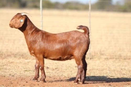1X KALAHARI RED STUD DOE ANTON & RICKUS BOTHMA