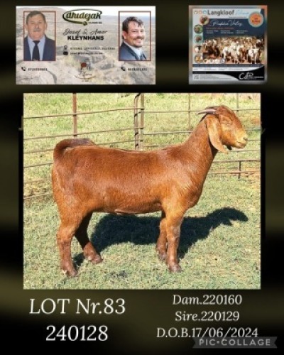 1X KALAHARI RED FLOCK DOE DHIDEJAK