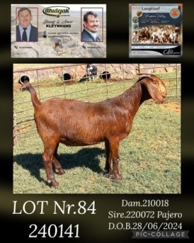 1X KALAHARI RED FLOCK DOE DHIDEJAK