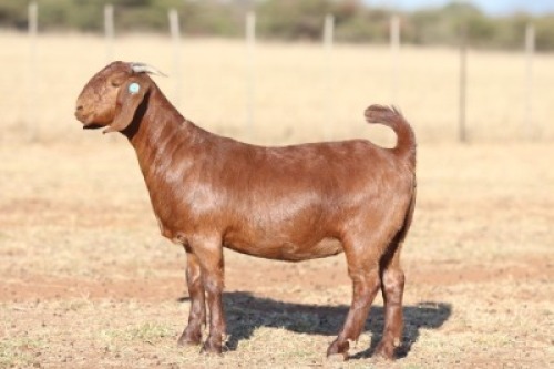 1X KALAHARI RED STUD DOE ANTON & RICKUS BOTHMA