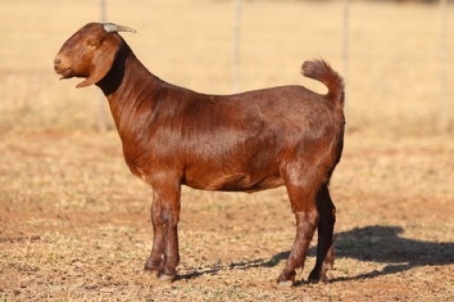 1X KALAHARI RED FLOCK DOE ANTON & RICKUS BOTHMA