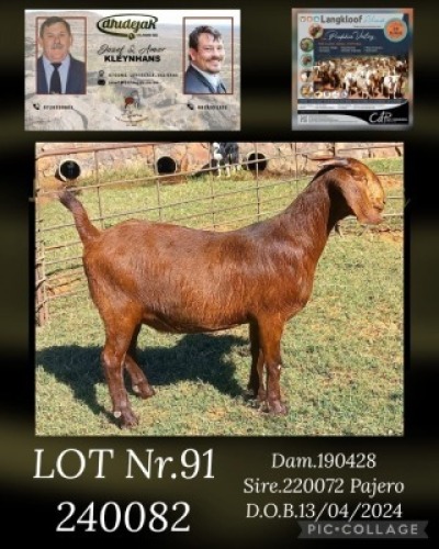 1X KALAHARI RED FLOCK DOE DHIDEJAK