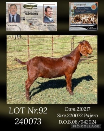 1X KALAHARI RED FLOCK DOE DHIDEJAK