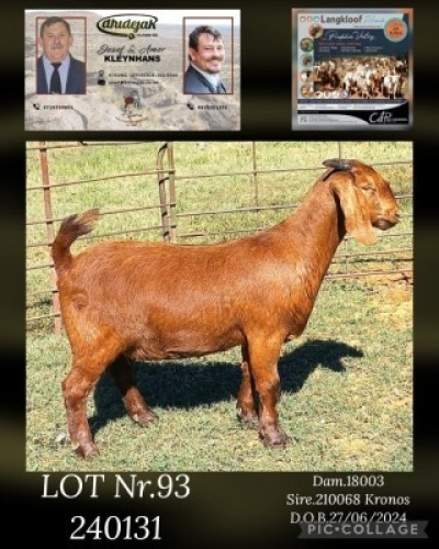 1X KALAHARI RED FLOCK ON TEAT PREGNANT DOE DHIDEJAK