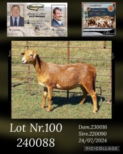 1X MEATMASTER PREGNANT EWE DHIDEJAK
