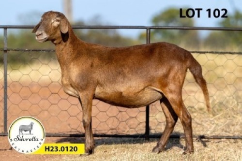 1X MEATMASTER PREGNANT EWE SILVRETTA MEATMASTERS