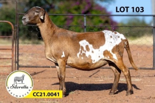WITHDRAWN - 1X MEATMASTER EWE SILVRETTA MEATMASTERS (Per animal to take the lot)