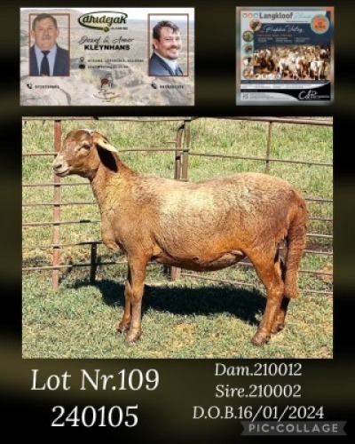 1X MEATMASTER PREGNANT EWE DHIDEJAK