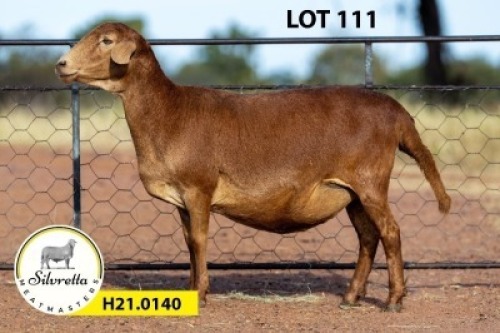 1X MEATMASTER PREGNANT EWE SILVRETTA MEATMASTERS