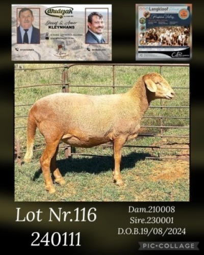 1X MEATMASTER PREGNANT EWE DHIDEJAK