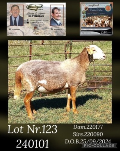 1X MEATMASTER EWE DHIDEJAK
