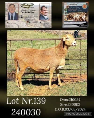1X MEATMASTER PREGNANT EWE DHIDEJAK