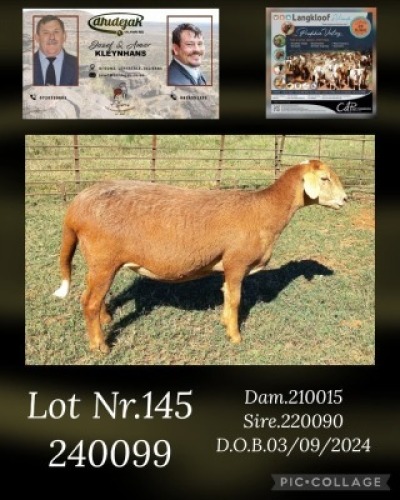1X MEATMASTER EWE DHIDEJAK
