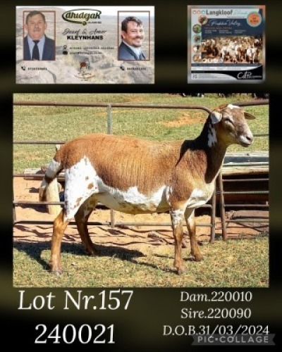 1X MEATMASTER EWE DHIDEJAK