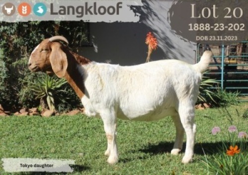 1X BOER GOAT FLOCK PREGNANT DOE LANGKLOOF BOERBOK STOET