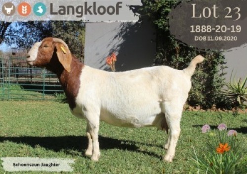 1X BOER GOAT FLOCK ON COLOR PREGNANT DOE LANGKLOOF BOERBOK STOET