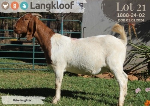 1X BOER GOAT FLOCK PREGNANT DOE LANGKLOOF BOERBOK STOET