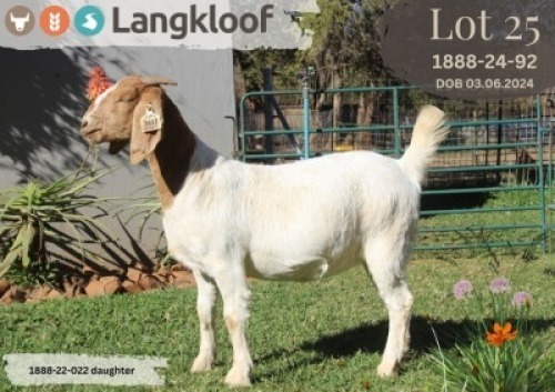 1X BOER GOAT FLOCK PREGNANT DOE LANGKLOOF BOERBOK STOET
