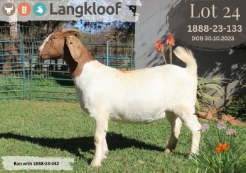 1X BOER GOAT STUD PREGNANT DOE LANGKLOOF BOERBOK STOET