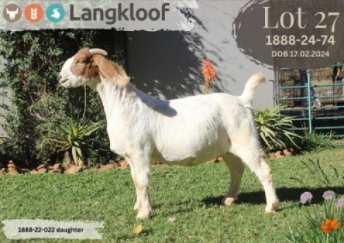 1X BOER GOAT FLOCK PREGNANT DOE LANGKLOOF BOERBOK STOET