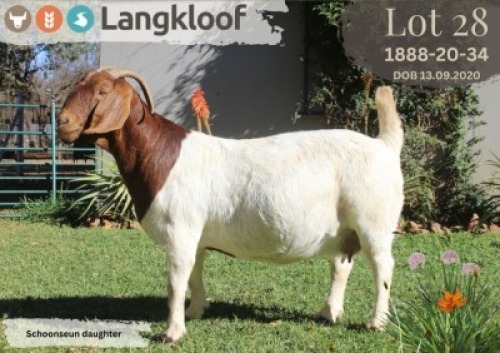 1X BOER GOAT FLOCK PREGNANT DOE LANGKLOOF BOERBOK STOET