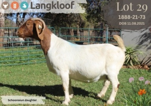 WITHDRAWN - 1X BOER GOAT FLOCK ON COLOR PREGNANT DOE LANGKLOOF BOERBOK STOET