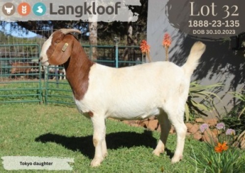 1X BOER GOAT FLOCK PREGNANT DOE LANGKLOOF BOERBOK STOET