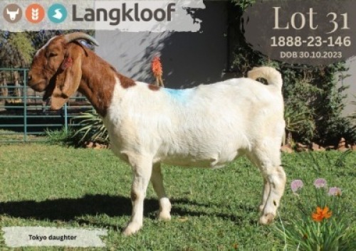 1X BOER GOAT FLOCK ON TEAT PREGNANT DOE LANGKLOOF BOERBOK STOET
