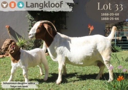 1+1X BOER GOAT STUD DOE LANGKLOOF BOERBOK STOET