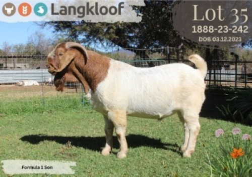 WITHDRAWN - 1X BOER GOAT BUCK LANGKLOOF BOERBOK STOET
