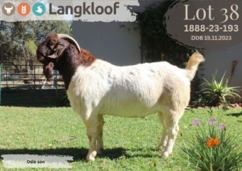 1X BOER GOAT FLOCK BUCK LANGKLOOF BOERBOK STOET