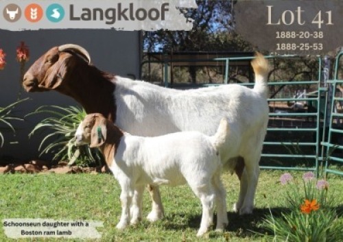 1+1X BOER GOAT FLOCK DOE LANGKLOOF BOERBOK STOET