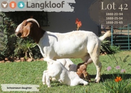 1+2X BOER GOAT FLOCK DOE LANGKLOOF BOERBOK STOET