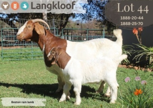 1+1X BOER GOAT FLOCK DOE LANGKLOOF BOERBOK STOET