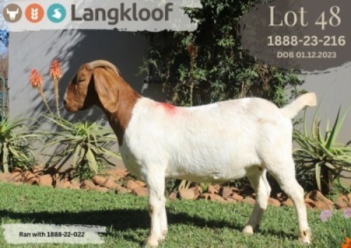 1X BOER GOAT FLOCK PREGNANT DOE LANGKLOOF BOERBOK STOET