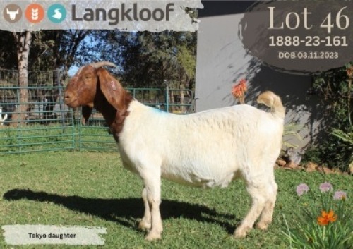 WITHDRAWN - 1X BOER GOAT DOE LANGKLOOF BOERBOK STOET