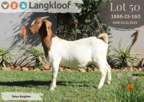 1X BOER GOAT FLOCK PREGNANT DOE LANGKLOOF BOERBOK STOET