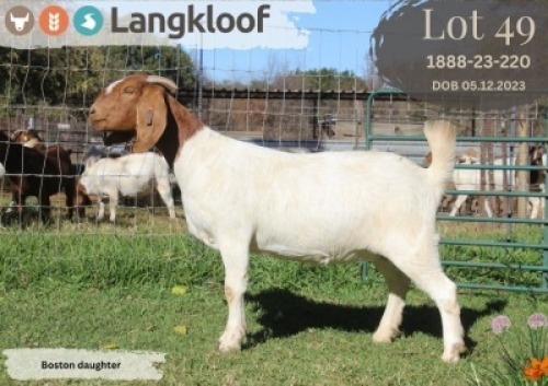 1X BOER GOAT FLOCK DOE LANGKLOOF BOERBOK STOET