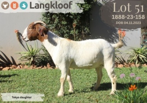 1X BOER GOAT FLOCK DOE LANGKLOOF BOERBOK STOET