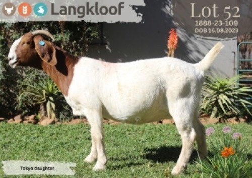 1X BOER GOAT FLOCK PREGNANT DOE LANGKLOOF BOERBOK STOET