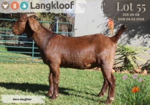 1X KALAHARI RED FLOCK PREGNANT DOE LANGKLOOF KALAHARI RED STOET