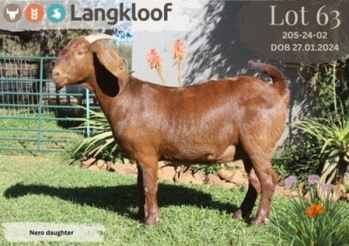 1X KALAHARI RED STUD PREGNANT DOE LANGKLOOF KALAHARI RED STOET