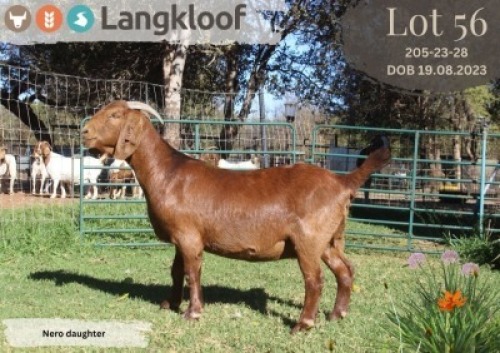 1X KALAHARI RED STUD PREGNANT DOE LANGKLOOF KALAHARI RED STOET