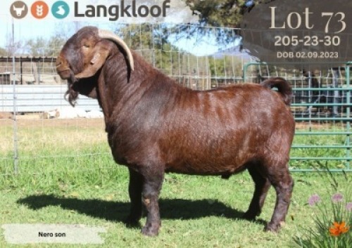 1X KALAHARI RED STUD BUCK LANGKLOOF KALAHARI RED STOET